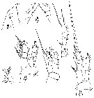 Espce Oithona frigida - Planche 5 de figures morphologiques