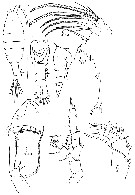 Espce Heterorhabdus austrinus - Planche 11 de figures morphologiques