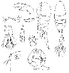 Species Metridia gerlachei - Plate 7 of morphological figures