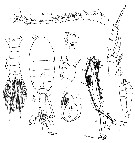 Espce Stephos longipes - Planche 3 de figures morphologiques