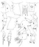Espce Paraeuchaeta bisinuata - Planche 2 de figures morphologiques