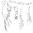 Espce Microcalanus pygmaeus - Planche 6 de figures morphologiques