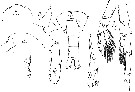 Espce Calanus propinquus - Planche 17 de figures morphologiques