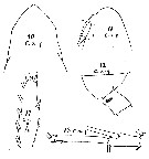 Espce Calanoides acutus - Planche 12 de figures morphologiques
