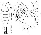 Espce Heterorhabdus profundus - Planche 2 de figures morphologiques