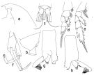 Espce Paraeuchaeta bisinuata - Planche 3 de figures morphologiques