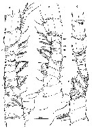 Espce Stargatia palmeri - Planche 2 de figures morphologiques