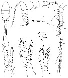 Espce Stargatia palmeri - Planche 4 de figures morphologiques