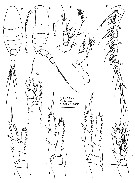Espce Robpalmeria asymmetrica - Planche 1 de figures morphologiques