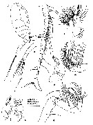 Espce Robpalmeria asymmetrica - Planche 2 de figures morphologiques