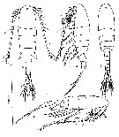 Espce Eurytemora foveola - Planche 2 de figures morphologiques