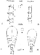 Espce Temora discaudata - Planche 15 de figures morphologiques