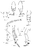 Espce Ctenocalanus campaneri - Planche 1 de figures morphologiques