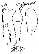 Espce Maemonstrilla longipes - Planche 1 de figures morphologiques