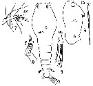 Espce Monstrilla gohari - Planche 1 de figures morphologiques