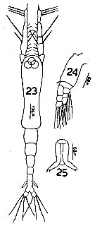 Species Cymbasoma ghardaqana - Plate 1 of morphological figures