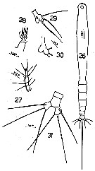 Espce Cymbasoma gracile - Planche 1 de figures morphologiques