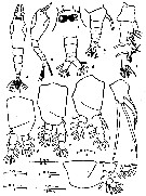 Espce Maemonstrilla turgida - Planche 1 de figures morphologiques