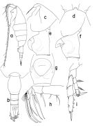 Espce Heterorhabdus confusibilis - Planche 1 de figures morphologiques