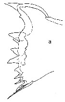 Espce Paracalanus quasimodo - Planche 2 de figures morphologiques