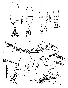 Species Archidiaptomus aroorus - Plate 1 of morphological figures