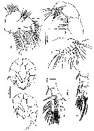 Espce Archidiaptomus aroorus - Planche 2 de figures morphologiques