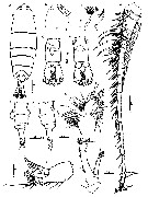 Espce Pontella karachiensis - Planche 1 de figures morphologiques