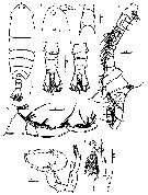 Species Pontella karachiensis - Plate 5 of morphological figures