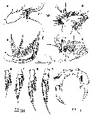 Espce Labidocera boxshalli - Planche 2 de figures morphologiques