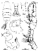 Espce Labidocera boxshalli - Planche 5 de figures morphologiques