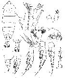 Espce Pontella karachiensis - Planche 6 de figures morphologiques