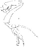 Espce Undinula vulgaris - Planche 16 de figures morphologiques