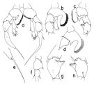 Espce Heterorhabdus pacificus - Planche 2 de figures morphologiques