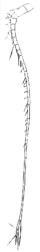 Espce Mesocalanus tenuicornis - Planche 12 de figures morphologiques