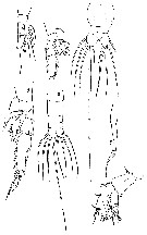 Espce Subeucalanus subtenuis - Planche 12 de figures morphologiques