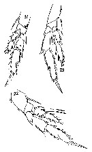 Espce Acrocalanus longicornis - Planche 11 de figures morphologiques