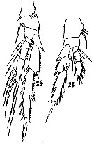 Espce Acrocalanus gracilis - Planche 7 de figures morphologiques