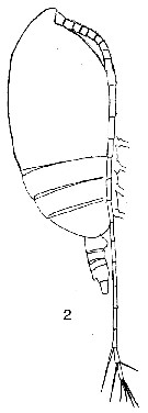 Espce Acrocalanus longicornis - Planche 10 de figures morphologiques