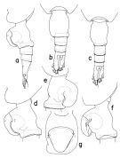 Espce Heterorhabdus paraspinosus - Planche 1 de figures morphologiques