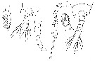 Espce Temora discaudata - Planche 16 de figures morphologiques