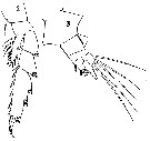 Espce Candacia bipinnata - Planche 17 de figures morphologiques