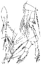 Espce Oithona atlantica - Planche 10 de figures morphologiques