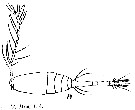 Espce Oithona similis-Group - Planche 11 de figures morphologiques