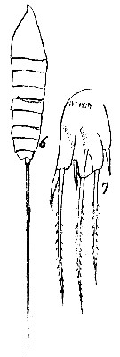 Espce Microsetella norvegica - Planche 6 de figures morphologiques
