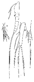 Espce Macrosetella gracilis - Planche 7 de figures morphologiques