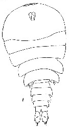 Espce Sapphirina scarlata - Planche 3 de figures morphologiques