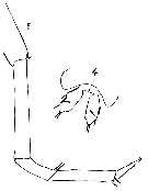 Espce Sapphirina gemma - Planche 6 de figures morphologiques