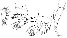 Espce Sapphirina scarlata - Planche 4 de figures morphologiques