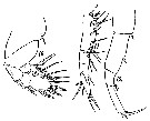 Espce Sapphirina opalina - Planche 9 de figures morphologiques