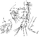 Species Sapphirina nigromaculata - Plate 9 of morphological figures